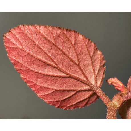 Begonia sp. from Kapuas hulu West Kalimantan