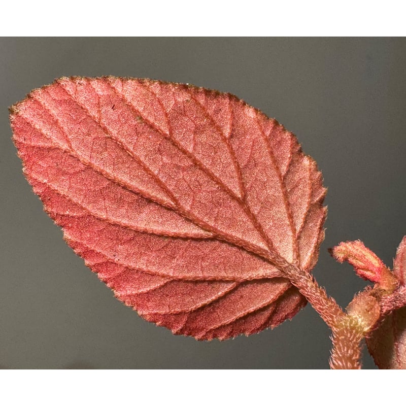 Begonia sp. from Kapuas hulu West Kalimantan |