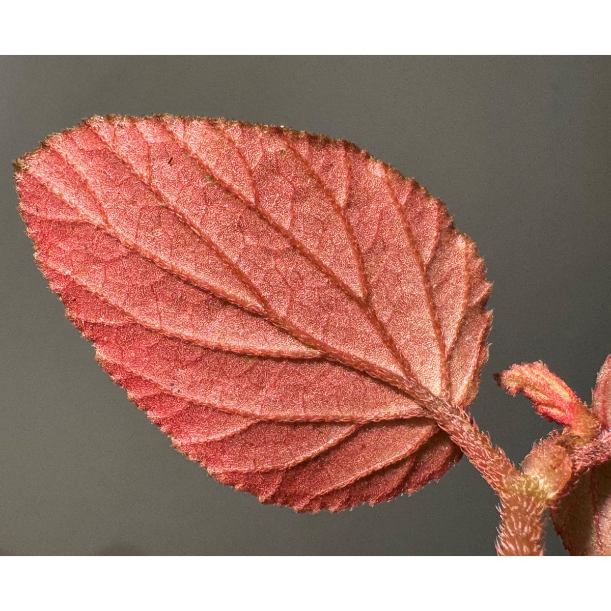 専用 超希少❣️Begonia sp. 'Kapuas hulu' 赤毛 ベゴニア Begonia sp.