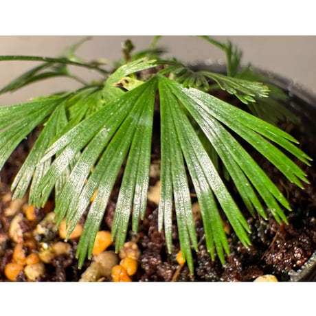 Actiniopteris australis