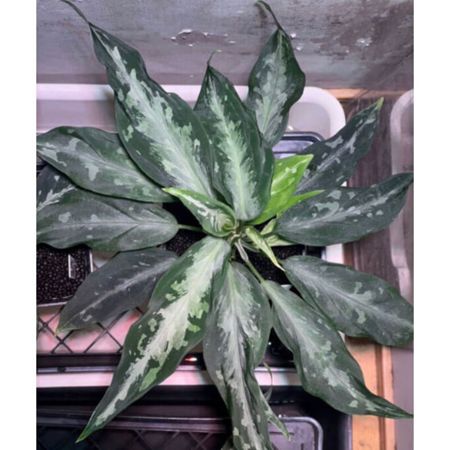 61dbefbf110dda66de89b66b