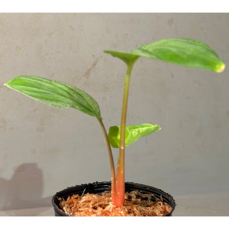 Homalomena sp. "Lingga-4 type GR 超赤軸" from Pulau Lingga [HW0622-5.5]