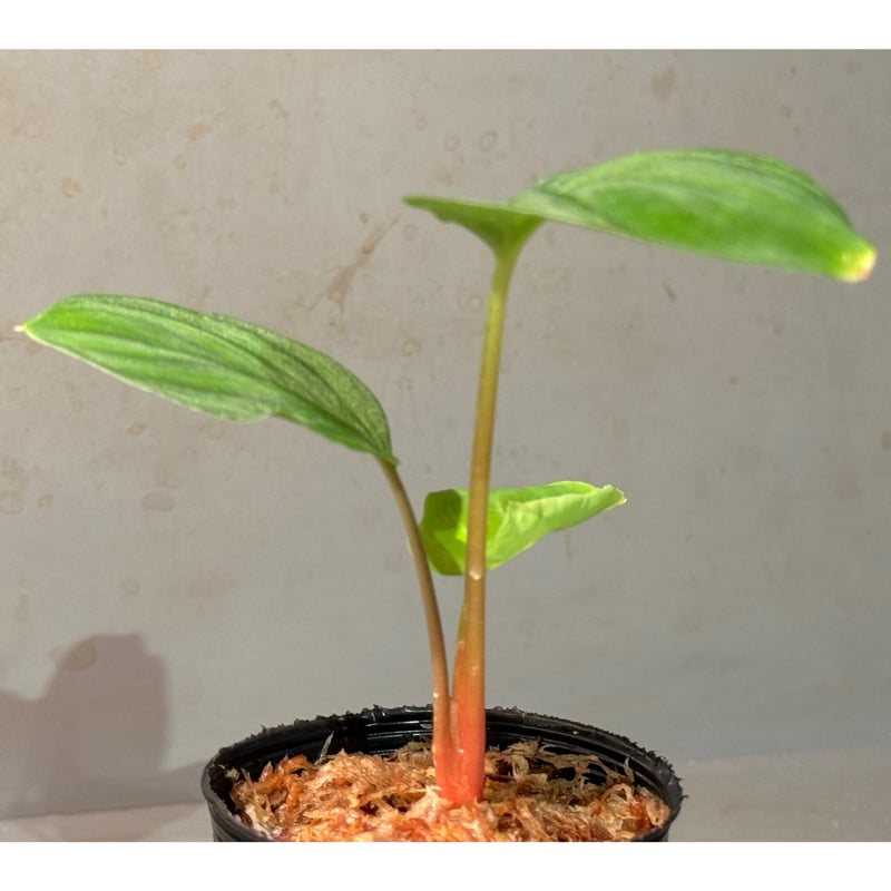 Homalomena sp. 