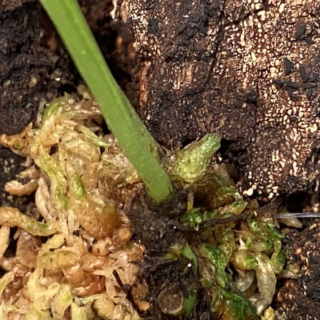 Asplenium sp. from Sangkhlaburi Kanchanaburi Thailand ①