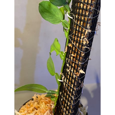 Epipremnum sp. from Trat Thailand