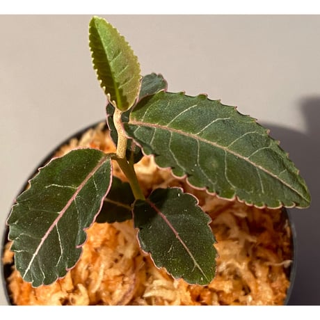 Labisia sp. from Riau Sumatera