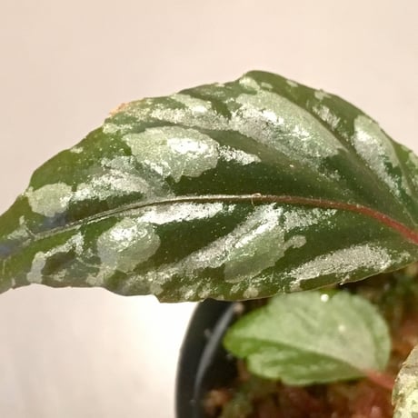Begonia sp. from Sarawak