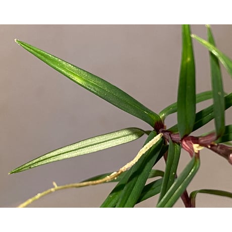 Freycinetia sp. from Setiu