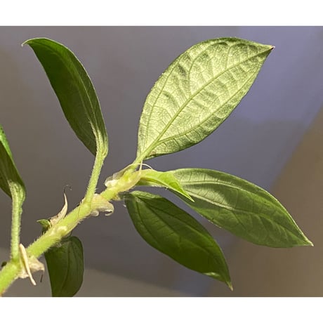 Elatostema sp. from Nopphitam [TK260915]