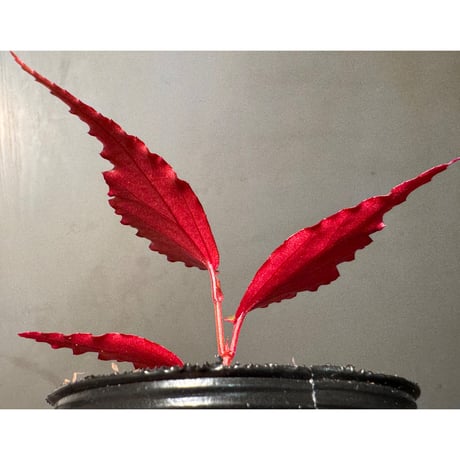 Begonia sp. ぼっち株 from Julau [R1214-01b]