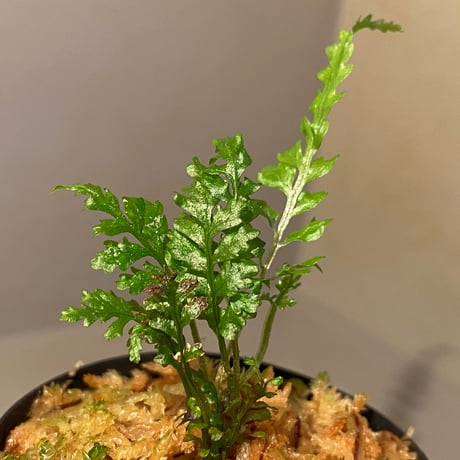 Bolbitis sp. from Kidapawan Mindanao