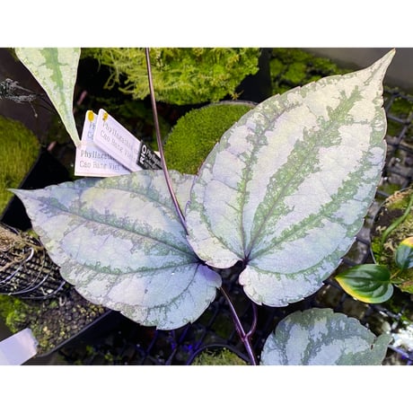 Cissus sp. "Padang" Sumatra barat [TB]
