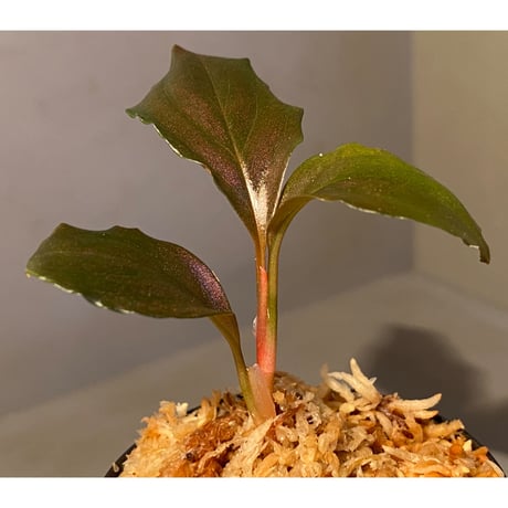 Rhodospatha sp. from Ecuador [tanakay]