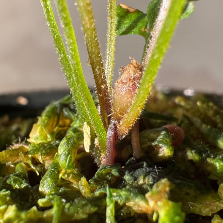 Bolbitis sp . from Tanintharyi (Tennasserim) North Malay Peninsula
