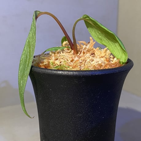 Homalomena plicata "Aceh selatan" Aceh Sumatra [TB]