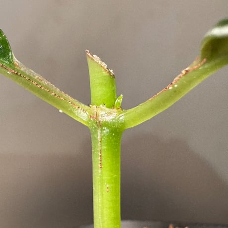 Acranthera sp. from Boyan West Kalimantan