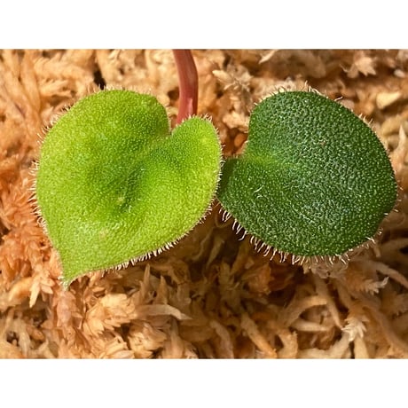 Homalomena sp. from Sumatera Utara [LA0718-z-u]