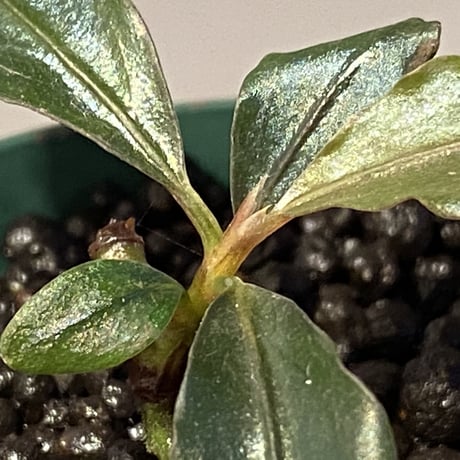 Bucephalandra sp. "Batang kawa" [TB]