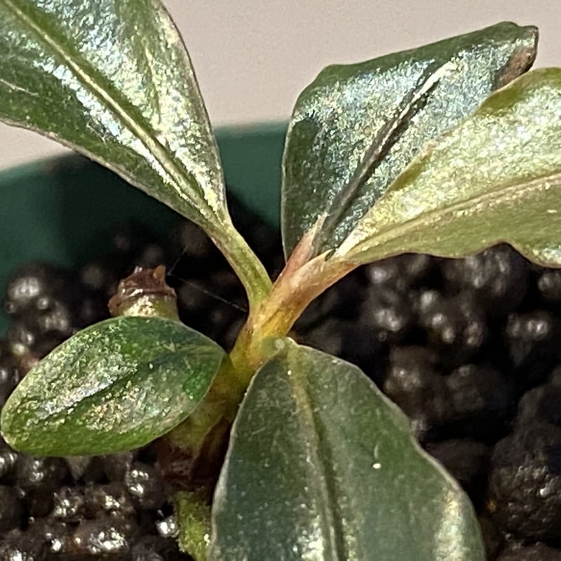 Bucephalandra sp. 
