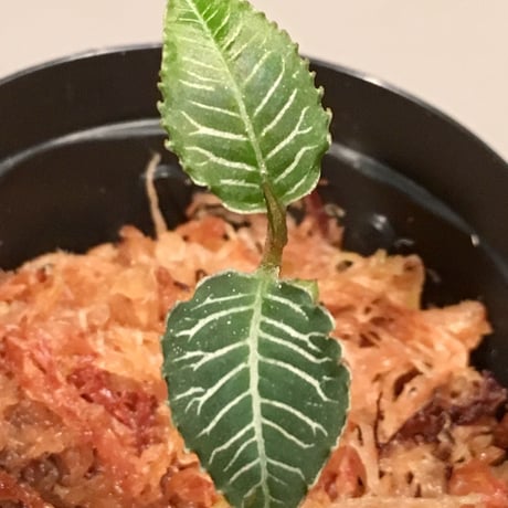 Ardisia sp. from Perlis Malaysia
