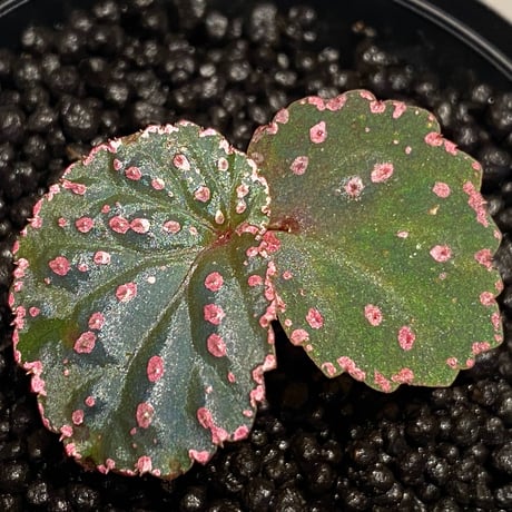 Begonia sp. from Saripoi [LA0813-2]