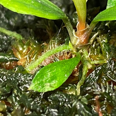 Homalomena sp. "Aceh selatan" Aceh Sumatra [TB]