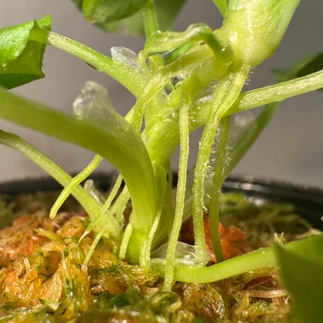 Schismatoglottis sp. from Bau Sarawak