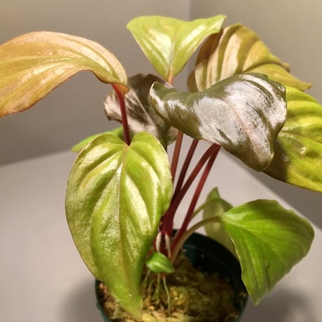 Homalomena sp. A from Sepuluh Koto wf1 [KZT]タグ付き