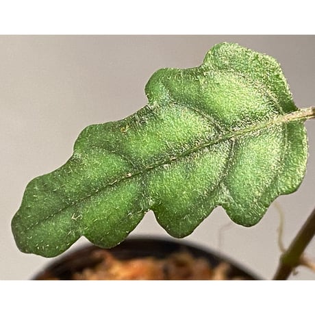 Scrophulariaceae sp. from Valencia, Negros Oriental