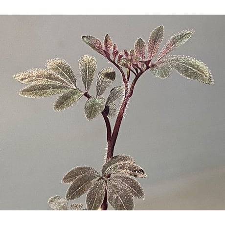Solanum uleanum