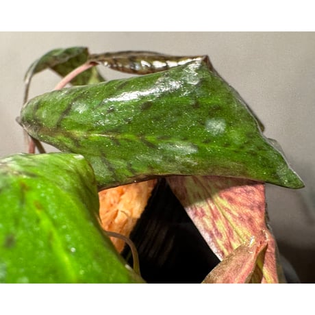 Cryptocoryne nurii "Lga-9" Pulau Lingga [HW0622-14]