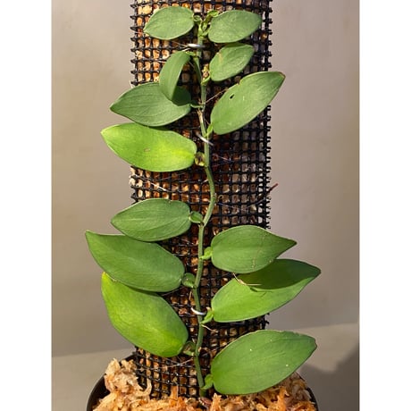 Epipremnum sp. from Chaiyaphum Thailand ②