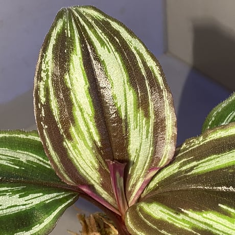 Spatholirion sp. from Guangxi