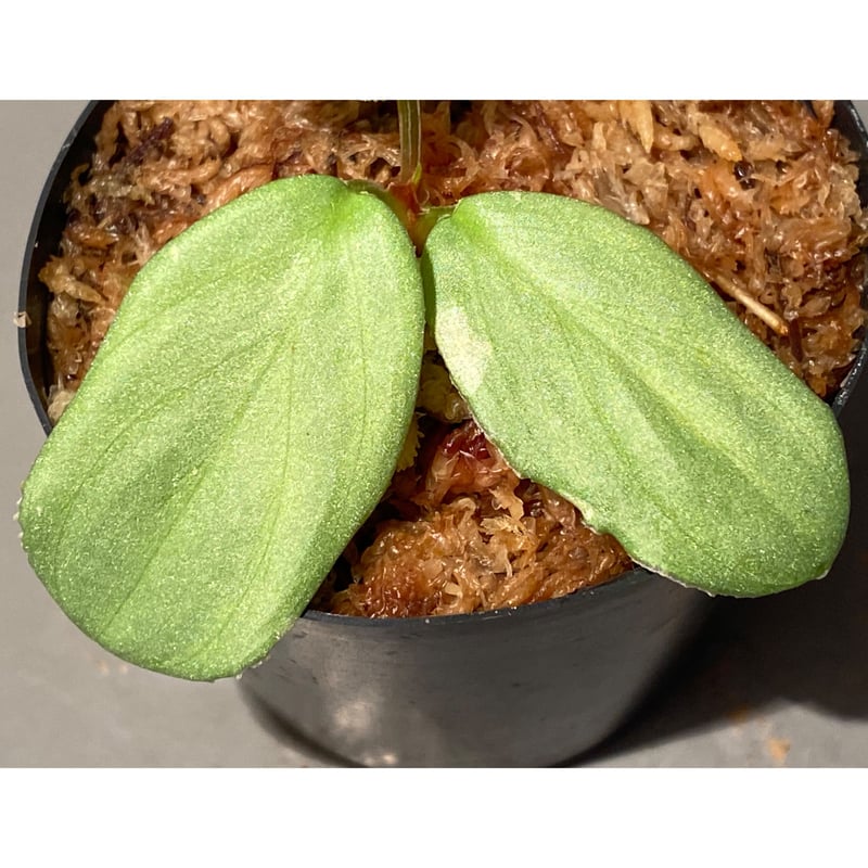 Homalomena sp. from Sumatera Utara [LA0722-02]