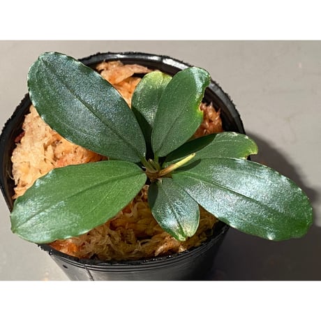 Bucephalandra sp. "Kayulapis3" Kalimantan barat [TB] ①