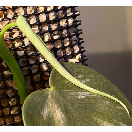 Philodendron sp. from Iquitos Peru [tanakay]