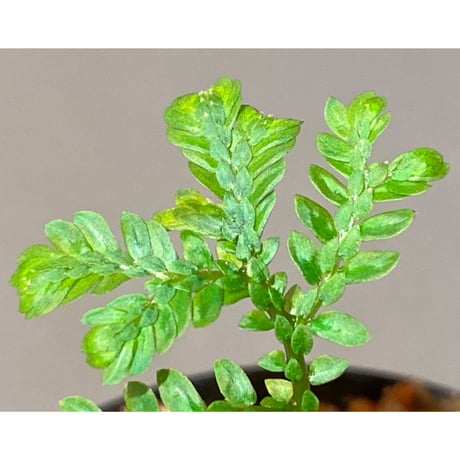 Selaginella picta