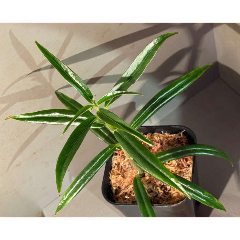 Columnea crassifolia 伊藤蟻植物農園 | M・R・G・R