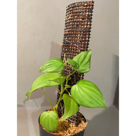 Philodendron sp. from Iquitos Peru [tanakay]