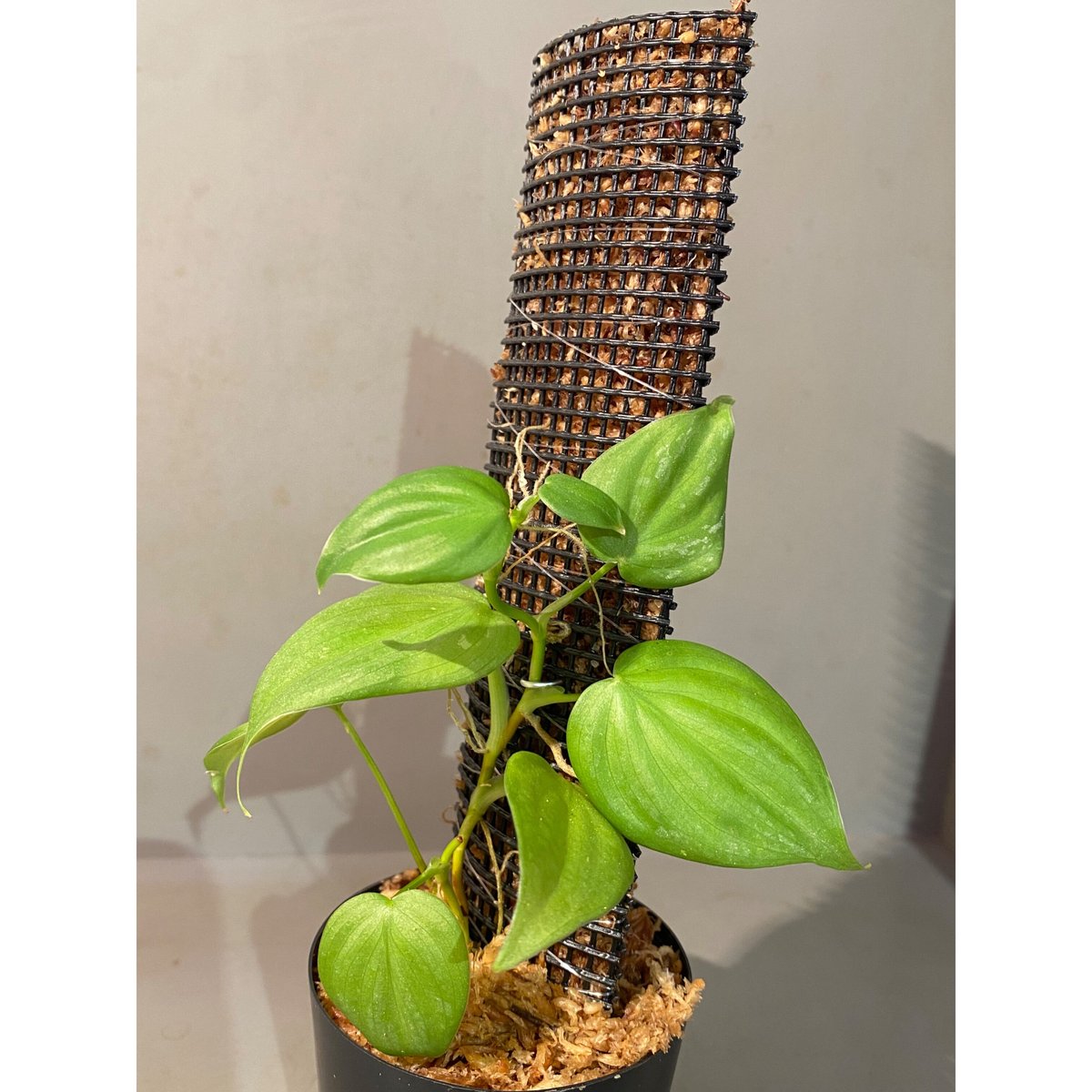 超希少な★フィロデンドロン・キティナ(大株) 超希少なPhilodendron 