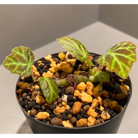 Begonia sp . from Sumpur [TK031117]
