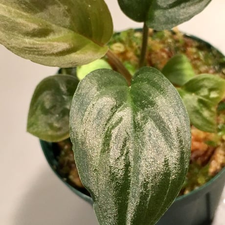Homalomena sp. Red Velvet x？ from Kepulauan Riau wf1 [KZT]タグ付き