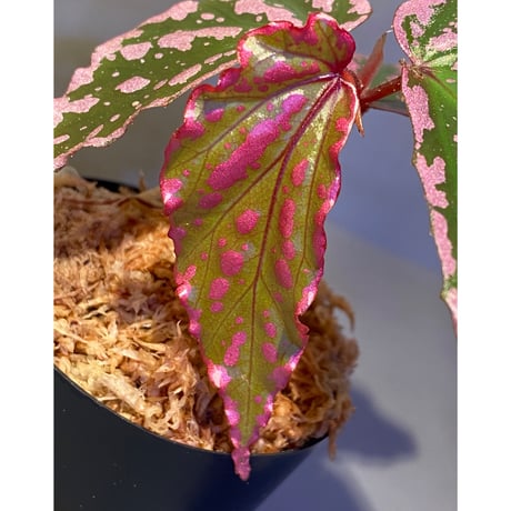 Begonia sp. "Crazy pink" from Lampung sumatera [LA1118-03]