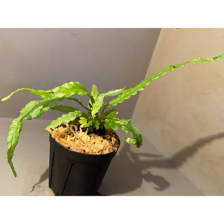 Microsorium sp. "Dragon tail"