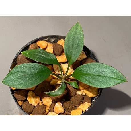 Homalomena sp. "Nanga pinoh" セミビロード Melawi Kal barat [TB]