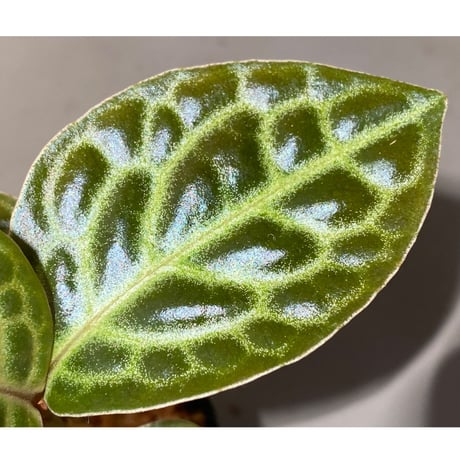 Ardisia sp. "Turtle Back"
