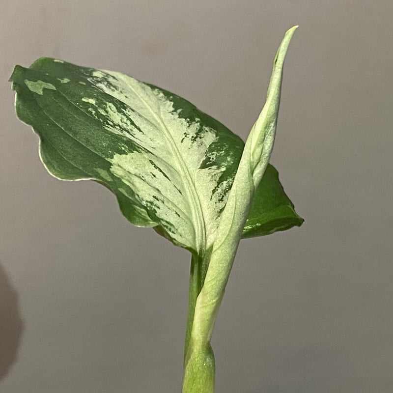Aglaonema pictum GW1908-9 アレグロ 