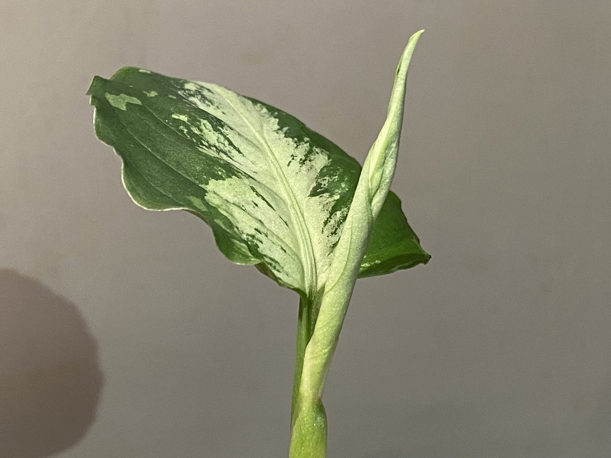 Aglaonema pictum GW1908-1 ''padang sidempuan''【TB】アグラオネマ
