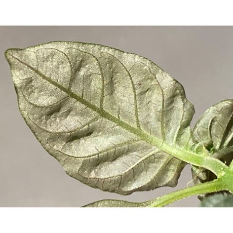 Ophiorriza sp. "鋼" from Aceh Selatan [HW0816-03]