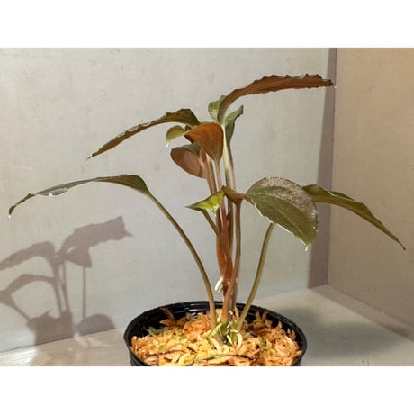 Homalomena sp. "Black Sapphire" from Kepulauan riau